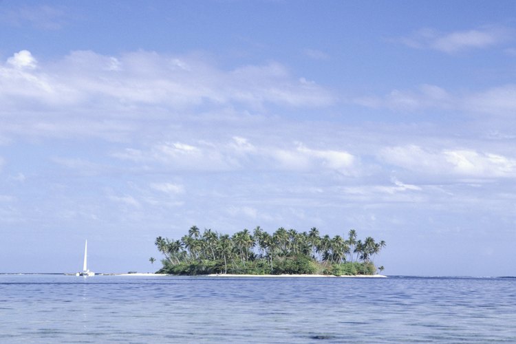 La planta de noni crece en Tahití.