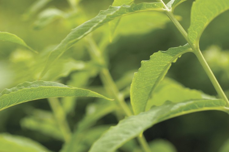 La menta, especialmente la hierbabuena, es una buena fuente de varios nutrientes esenciales.