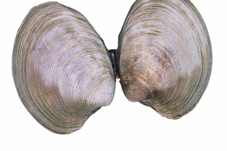 Las almejas son un alimento rico en hierro.