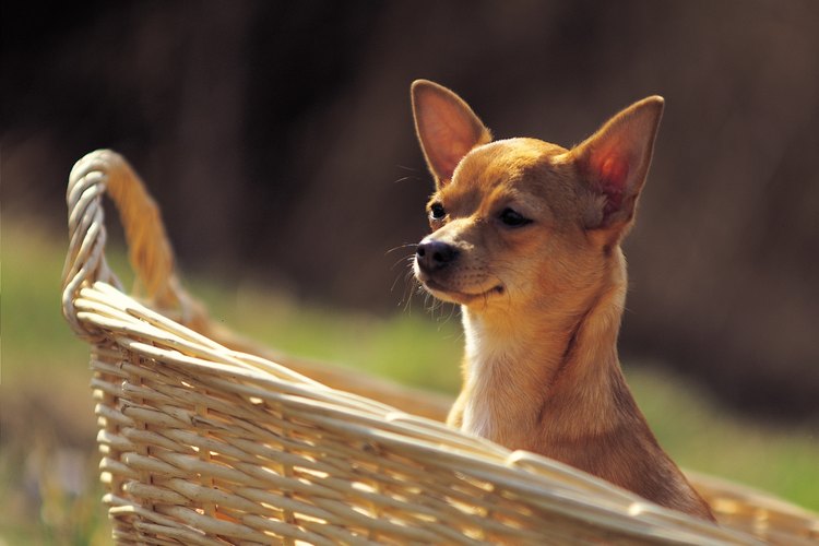 How long do female chihuahuas stay hot sale in heat