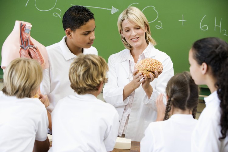 El cerebro es el órgano más importante del sistema nervioso.