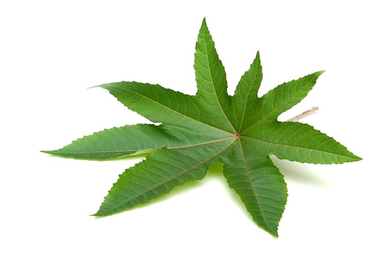 Planta de ricino.