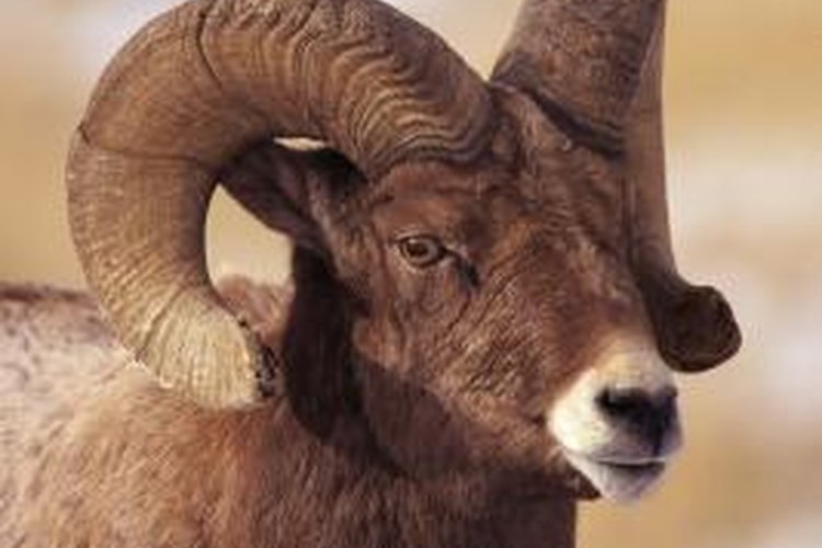 What Kind of Habitat Does a Bighorn Sheep Live In? | Pets on 