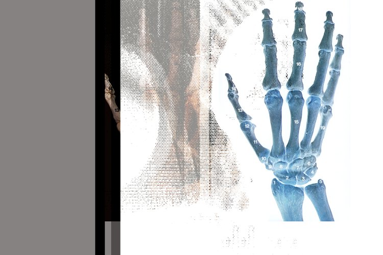 El cuerpo humano es la estructura del organismo.