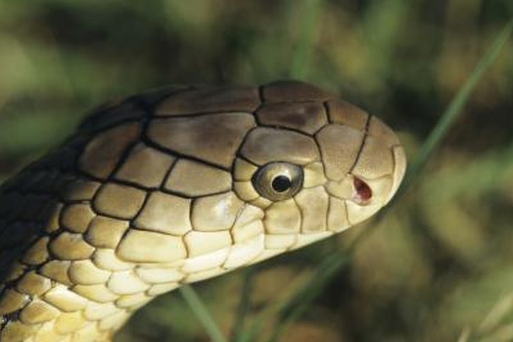 Cobra Species of Asia and Africa