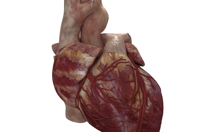 Modelo del corazón humano.