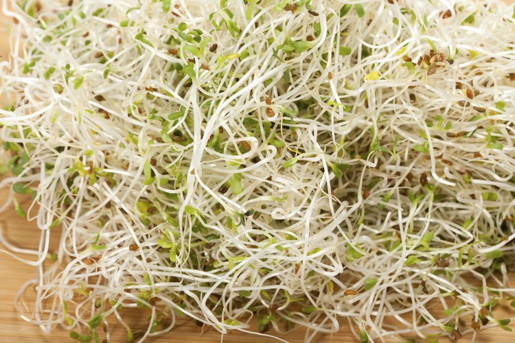 Brotes frescos de alfalfa.