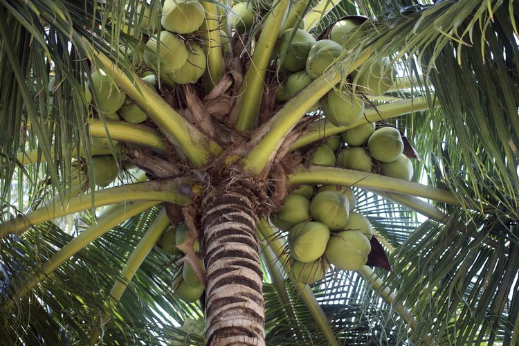El agua de coco se usa a veces como bebida deportiva.