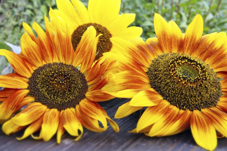 Las semillas de girasol son envasadas con la nutrición y alto contenido de grasas insaturadas.