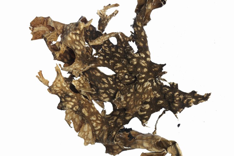 Crea una crema exfoliante aromática en casa con hierbas secas.