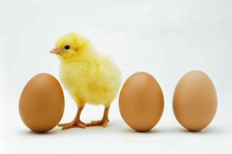 Can a Hen Lay an Egg Without a Male Rooster? | Pets on Can a Hen Lay an Egg Without a Male Rooster? | Pets on