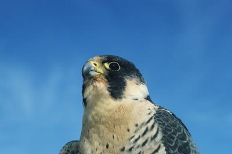 Prairie falcon  Washington Department of Fish & Wildlife