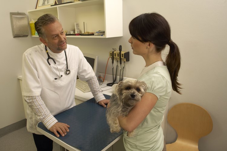 Habla con tu veterinario sobre el control de pulgas en tus mascotas.