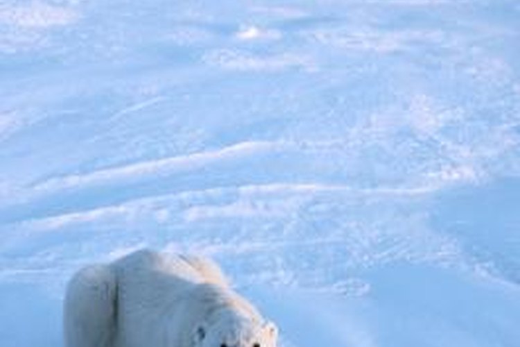 Do All Animals Receive Vitamin D From the Sun? | Pets on Do All Animals Receive Vitamin D From the Sun? | Pets on