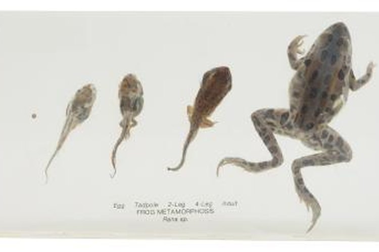 How Fast Do Frogs Grow? - AMPHIPEDIA