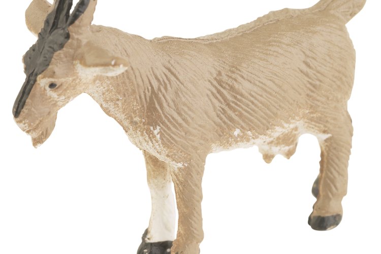 Piojos en las cabras.