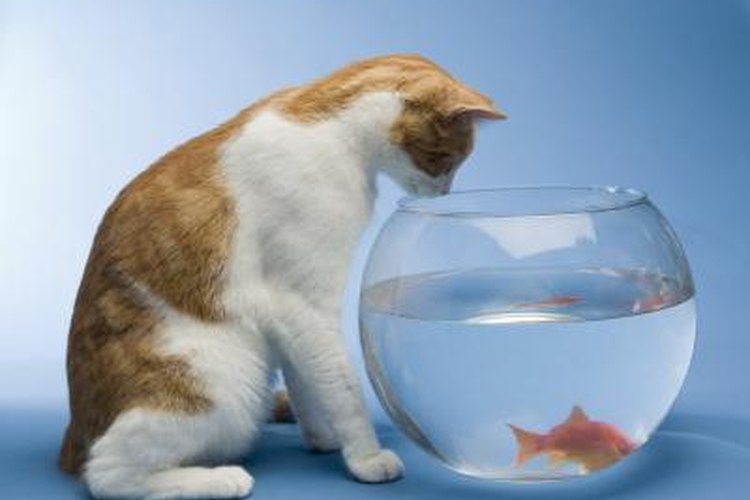What Do You Do if Your Goldfish Is Unwell? | Pets on Mom.com