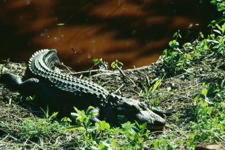 Rare Animals in the Everglades in Florida | Pets on 
