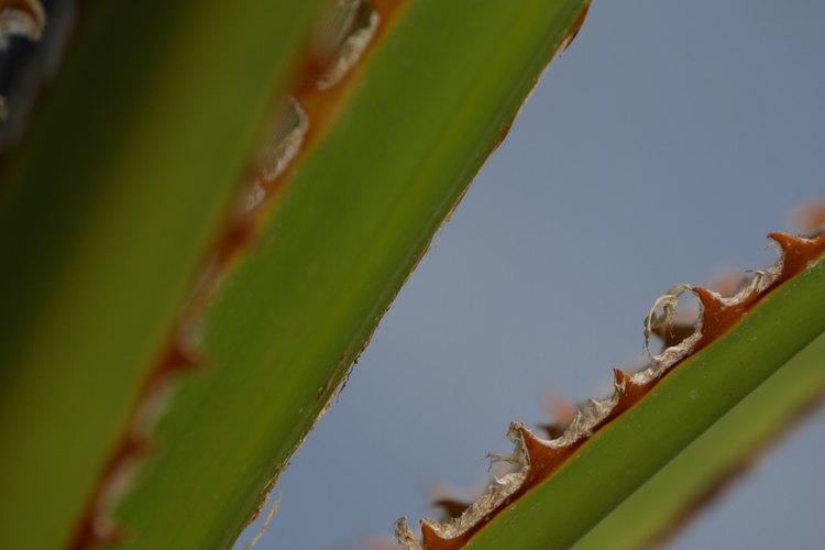 La palma enana contiene químicos que influencian en los niveles de estrógenos.