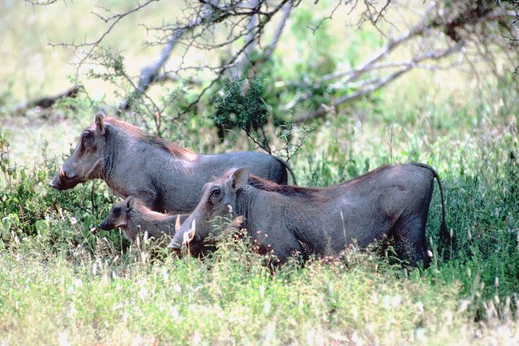 Los jabalíes salvajes son animales muy inteligentes.