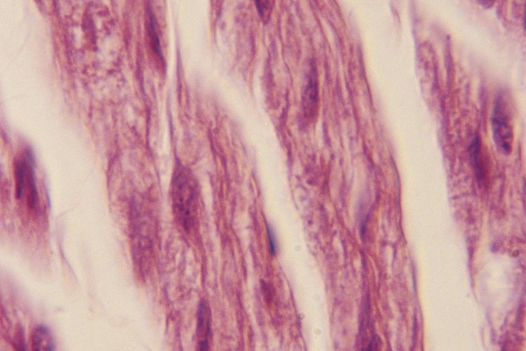 La creatina es vital para la producción de energía que potencia los músculos.