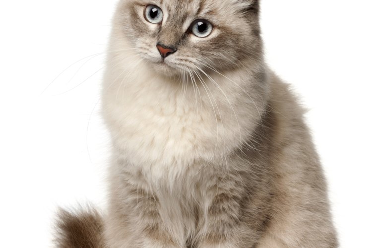 Las afecciones urinarias son muy comunes entre los gatos, pero muchas veces la causa es desconocida.
