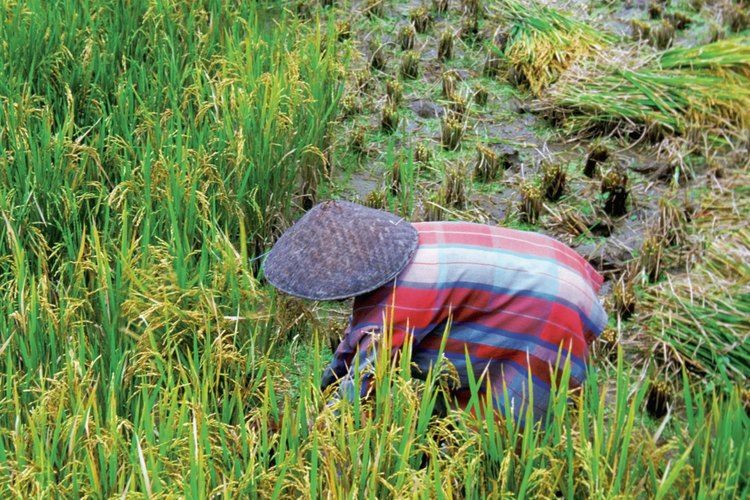El arroz de levadura roja (Monascus purpureus) es un suplemento alimenticio derivado de la levadura de cerveza cultivada con el arroz.
