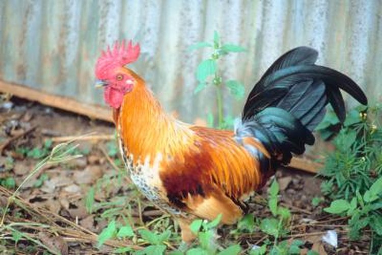 What Is the Function of a Rooster's Tail?