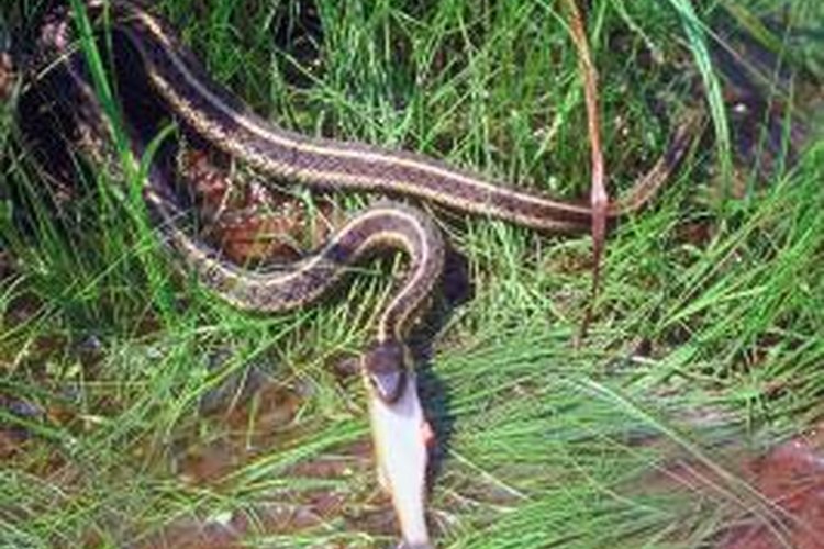 Snakes of the Adirondacks | Pets on Mom.com