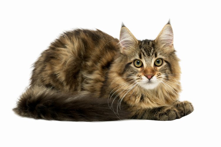 Mantén a tu gato en el garage si utilizas ácido bórico para eliminar las pulgas.