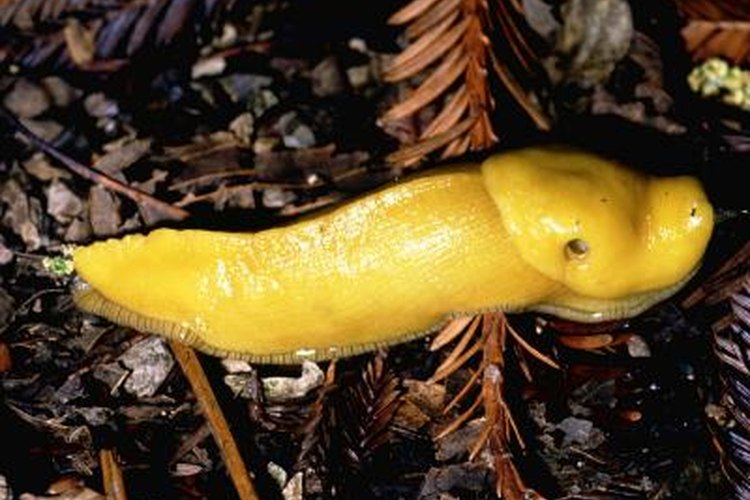 Slugs in the Temperate Rainforest | Pets on 