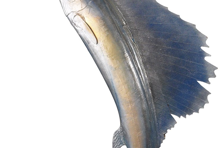 Los peces espada han sido identificados como una de las especies comerciales que contienen mayor nivel de mercurio en su carne.