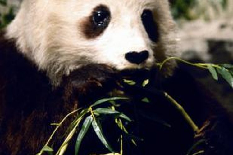 What Animal Family Is the Giant Panda From? | Pets on 