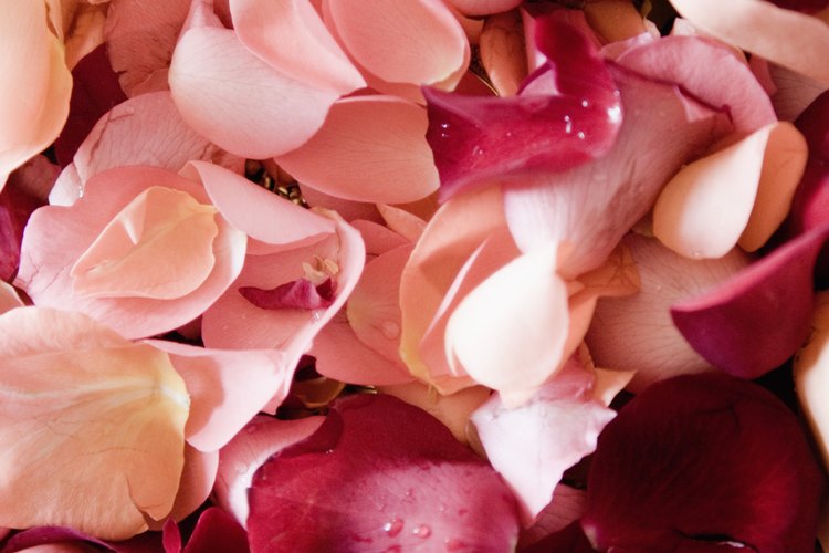 El aceite esencial de rosas ofrece muchas propiedades terapéuticas.