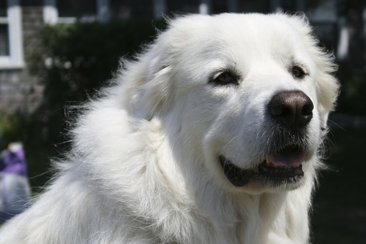 Great pyrenees losing clearance clumps of hair