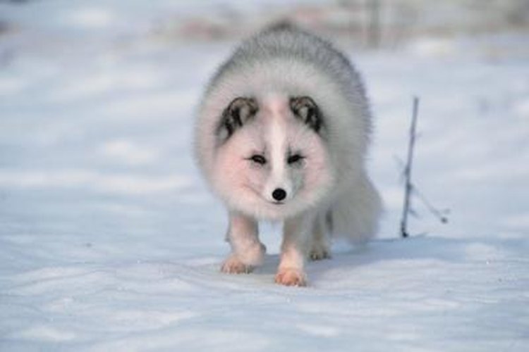 Which Arctic Animal Has the Warmest Fur? | Pets on 