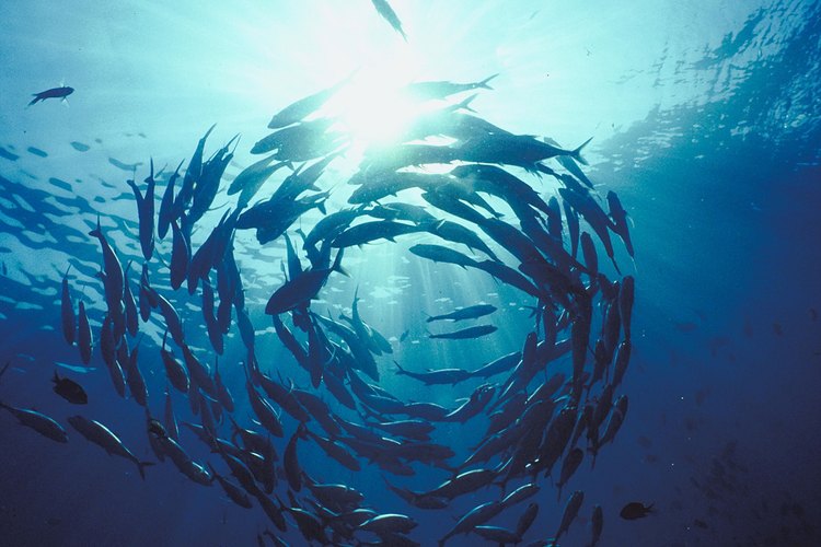 Reduce el sabor a pescado de las cápsulas de aceite de pescado congelándolas.