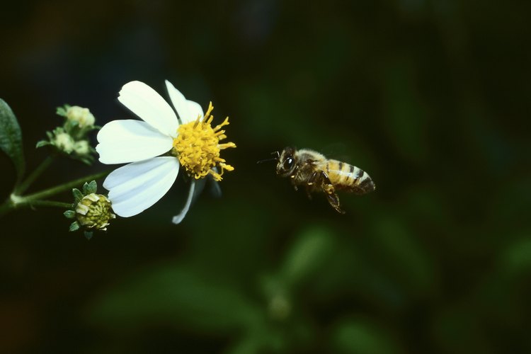 Las abejas mezclan su saliva con el polen de las plantas para crear polen de abeja.