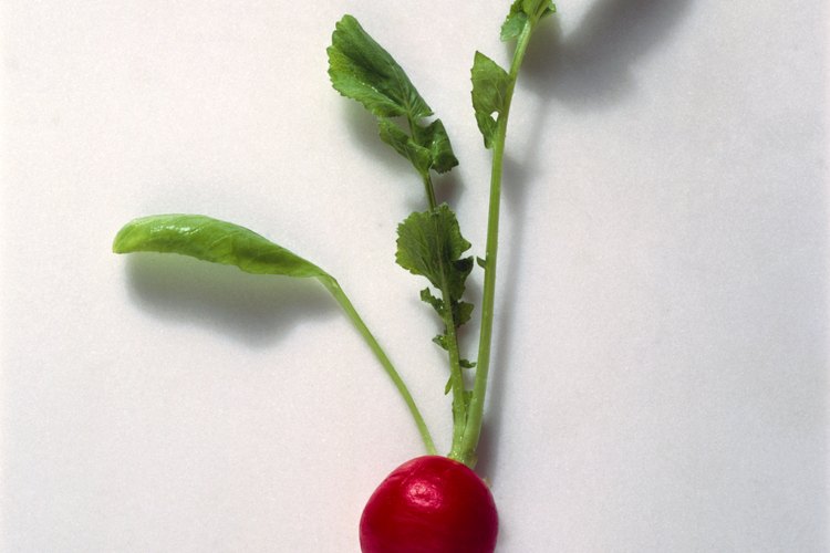 El rábano se combina con vinagre para hacer una salsa picante.