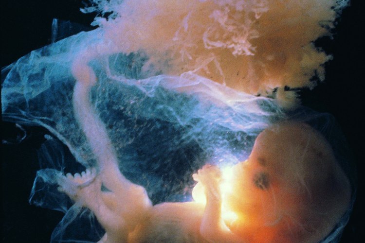 Los órganos reproductivos comienzan a formarse temprano en el desarrollo fetal.