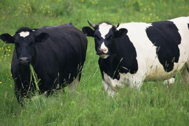 What Organisms Help Cows Digest Food? | Pets on What Organisms Help Cows Digest Food? | Pets on