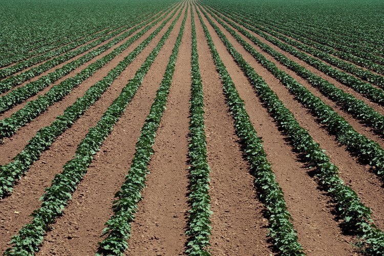 La planta de soja es una de las plantaciones más comúnes en el mundo.