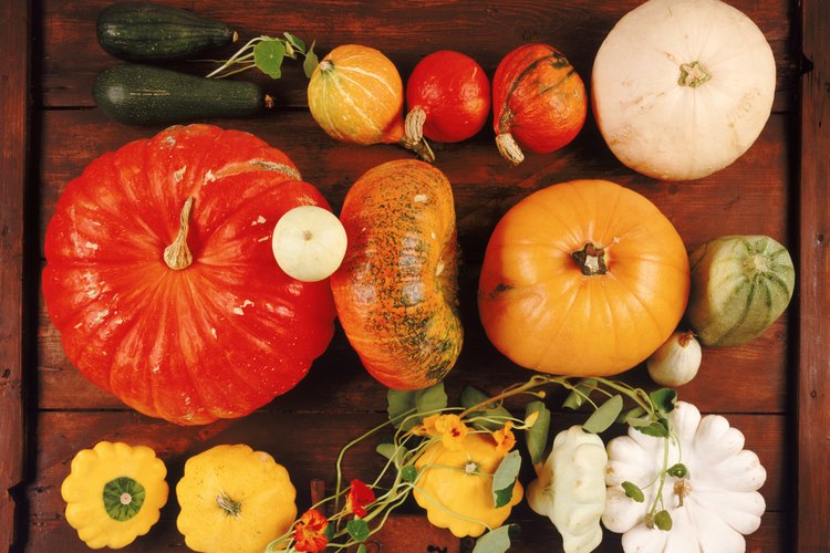 La pequeñas calabazas con sus bordes redondeados están entre los calabacines más apetecibles..