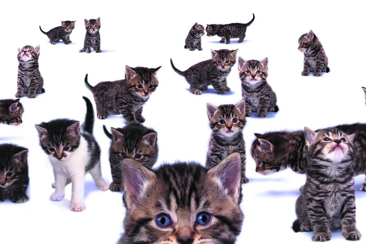 La diarrea es un síntoma común en los gatos y por lo general se resuelve rápidamente sin tratamiento veterinario.