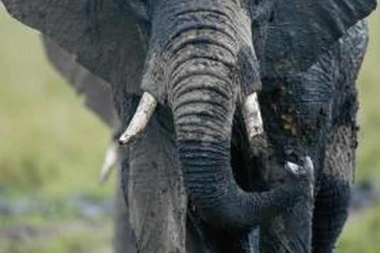 Wild African elephants may have domesticated themselves