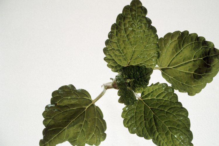 El bálsamo de melisa (Lemon Balm) se puede utilizar internamente o por vía tópica para ayudar a aliviar el estrés.