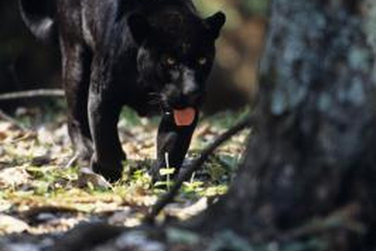 The Black Jaguar As an Endangered Species | Pets on 