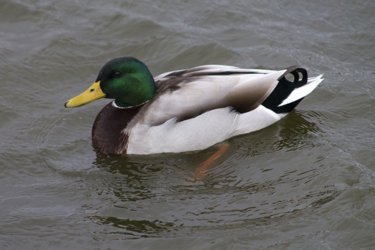 Esta guía te ayudará a crear tus propios señuelos de patos.