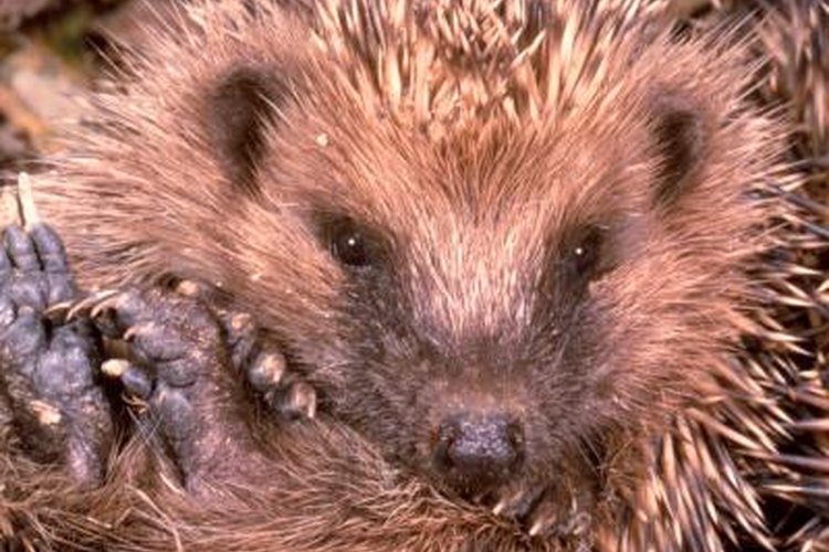 hedgehog giving birth