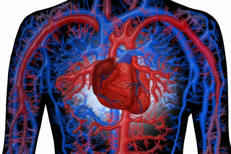 Limpiar tus arterias y venas ayudará a reducir la presión sanguínea.